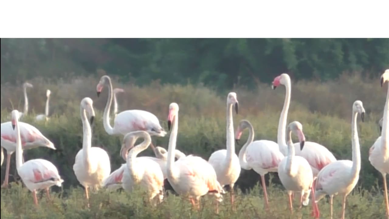 Flamingos in salt pans of Thoothukudi in Tamil Nadu, (Photo/ANI) Flamingos in salt pans of Thoothukudi in Tamil Nadu, (Photo/ANI)