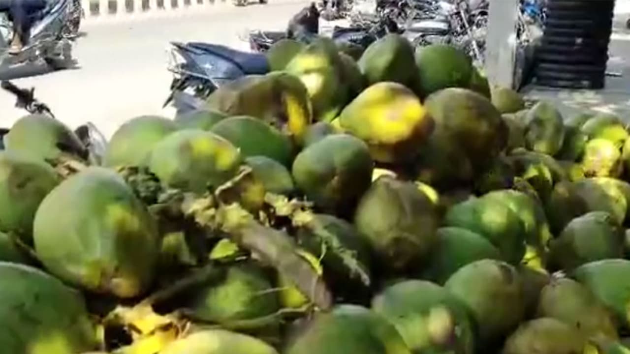 Tender coconut prices rise (Photo/ANI) Tender coconut prices rise (Photo/ANI)