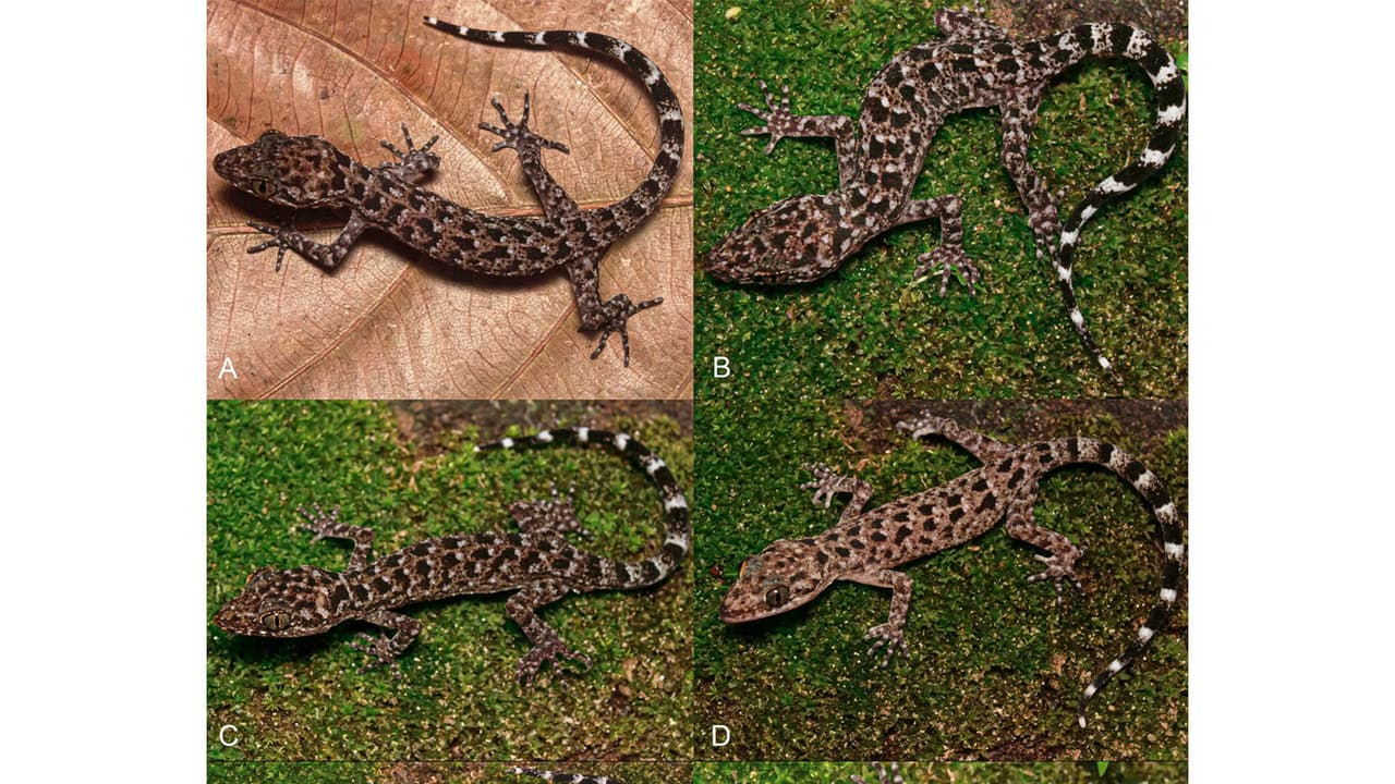 New Gecko species Cyrtodactylus Jayadityai (Photo/ANI) New Gecko species Cyrtodactylus Jayadityai (Photo/ANI)