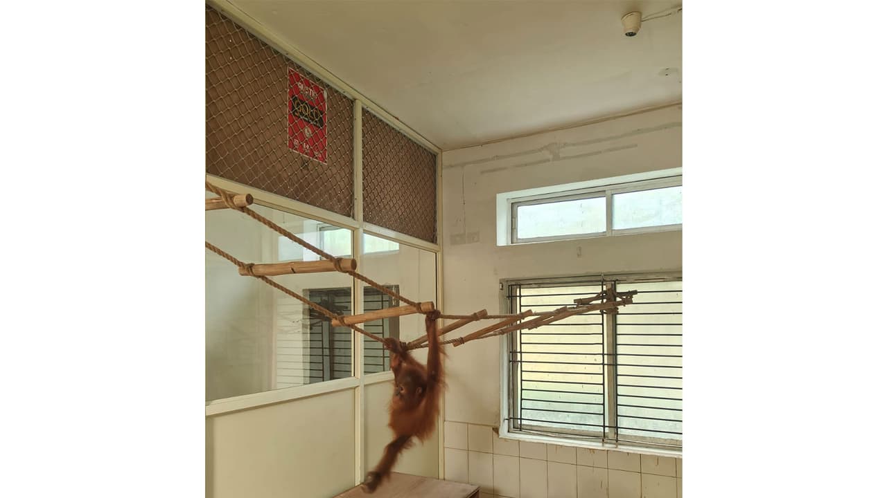 Orangutan (Photo/ANI) Orangutan (Photo/ANI)