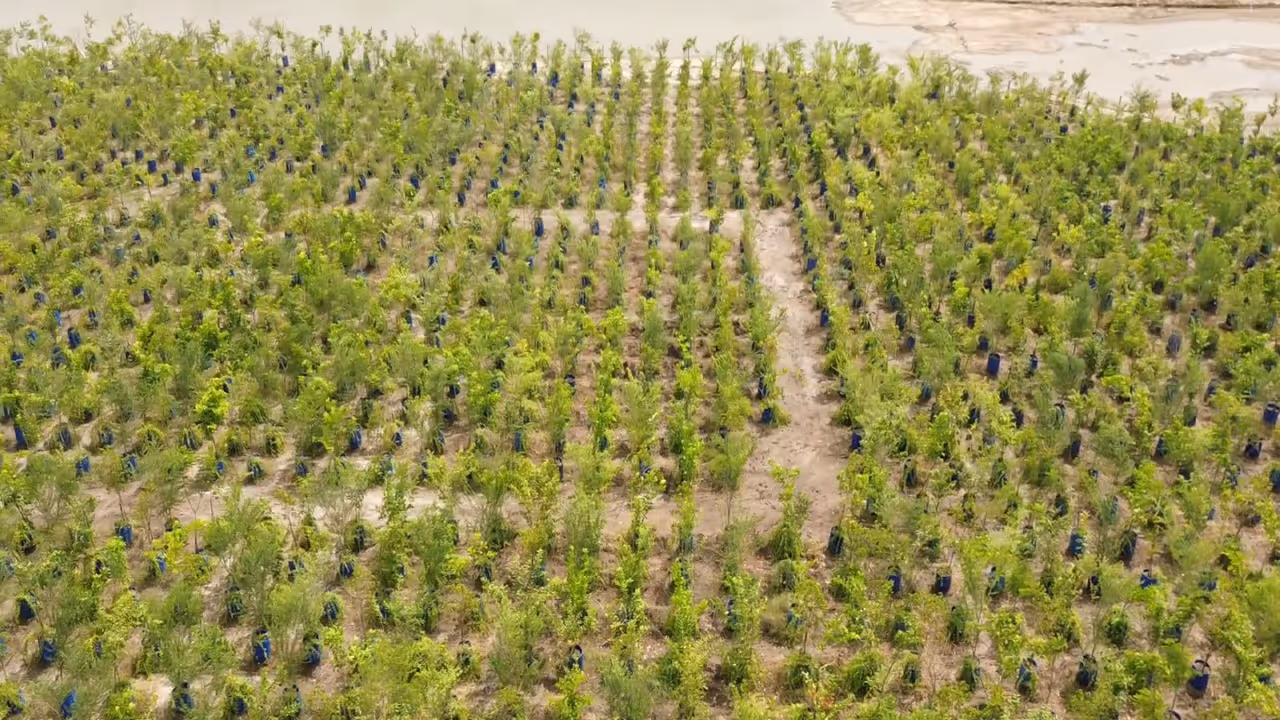 Gujarat’s Dholera Green Revolution (Photo/ANI) Gujarat’s Dholera Green Revolution (Photo/ANI)