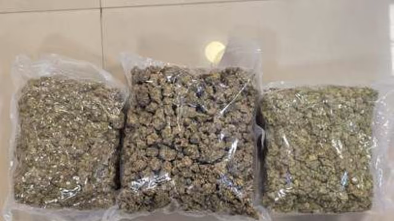 Hydroponic weed seized by DRI Mumbai. (Photo/ANI)