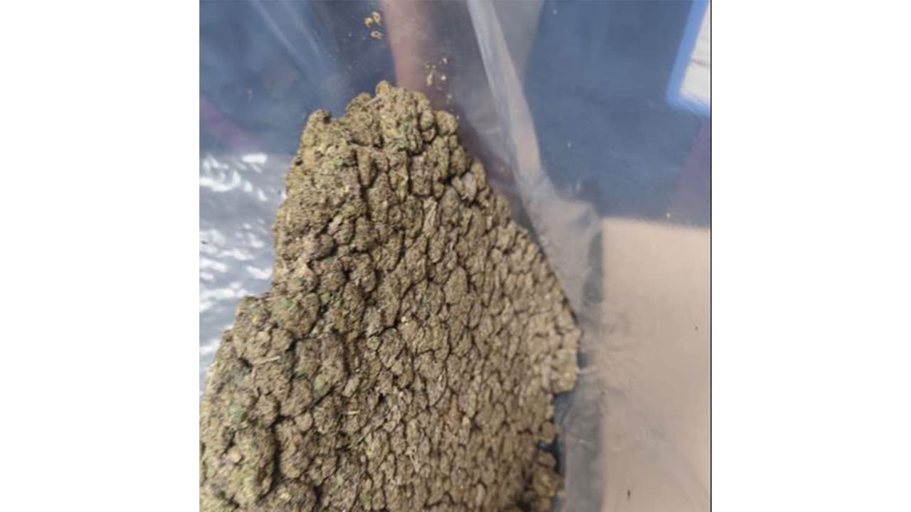 Suspected marijuana worth Rs 4.5 crore seized at IGI Airport (Photo/Delhi Customs (Airport & General)) Suspected marijuana worth Rs 4.5 crore seized at IGI Airport (Photo/Delhi Customs (Airport & General))