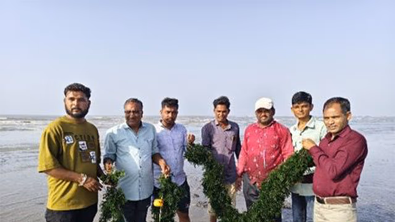 Seaweed cultivation in Kutch supporting coastal livelihoods and India’s blue economy (Photo/Gujarat CMO) Seaweed cultivation in Kutch supporting coastal livelihoods and India’s blue economy (Photo/Gujarat CMO)