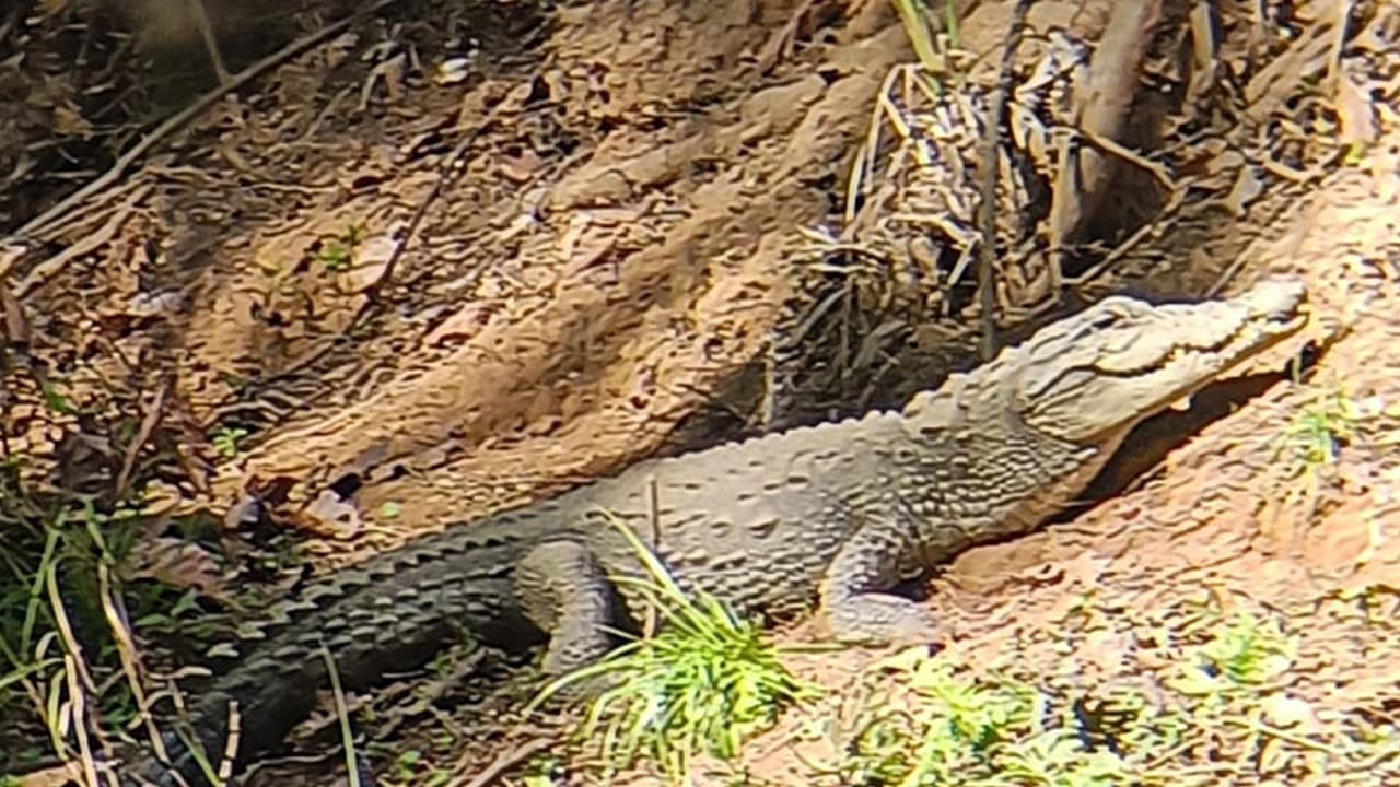 Similipal National Park crocodile (Photo/Forest Department) Similipal National Park crocodile (Photo/Forest Department)