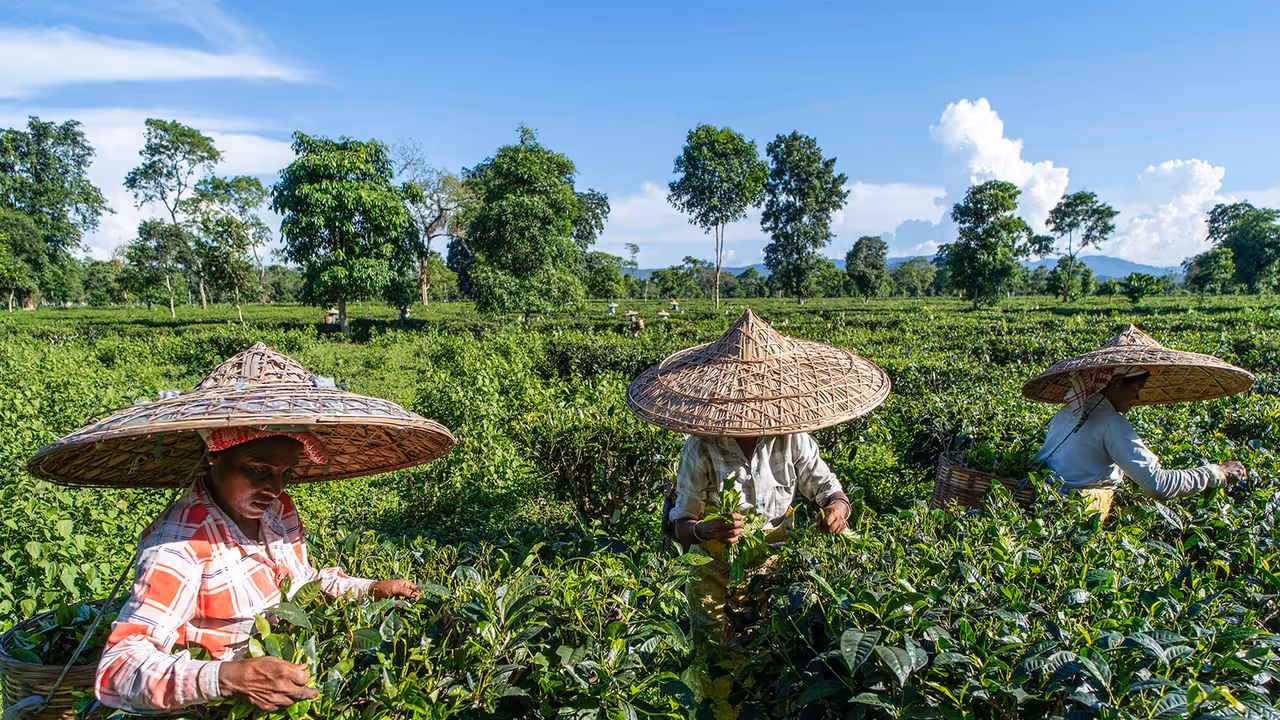 Tea farming (Photo/ANI) Tea farming (Photo/ANI)