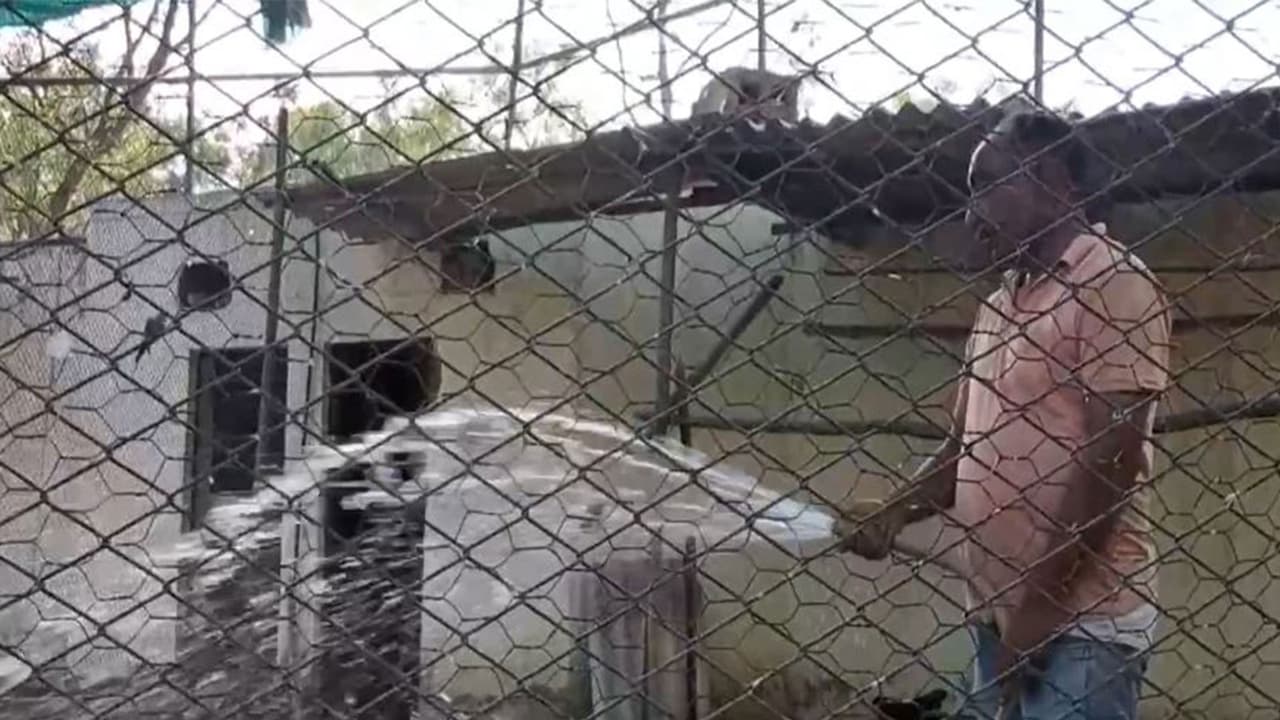 Water sprayed in cages at Bathinda Zoo amid rising heat (Photo: ANI) Water sprayed in cages at Bathinda Zoo amid rising heat (Photo: ANI)