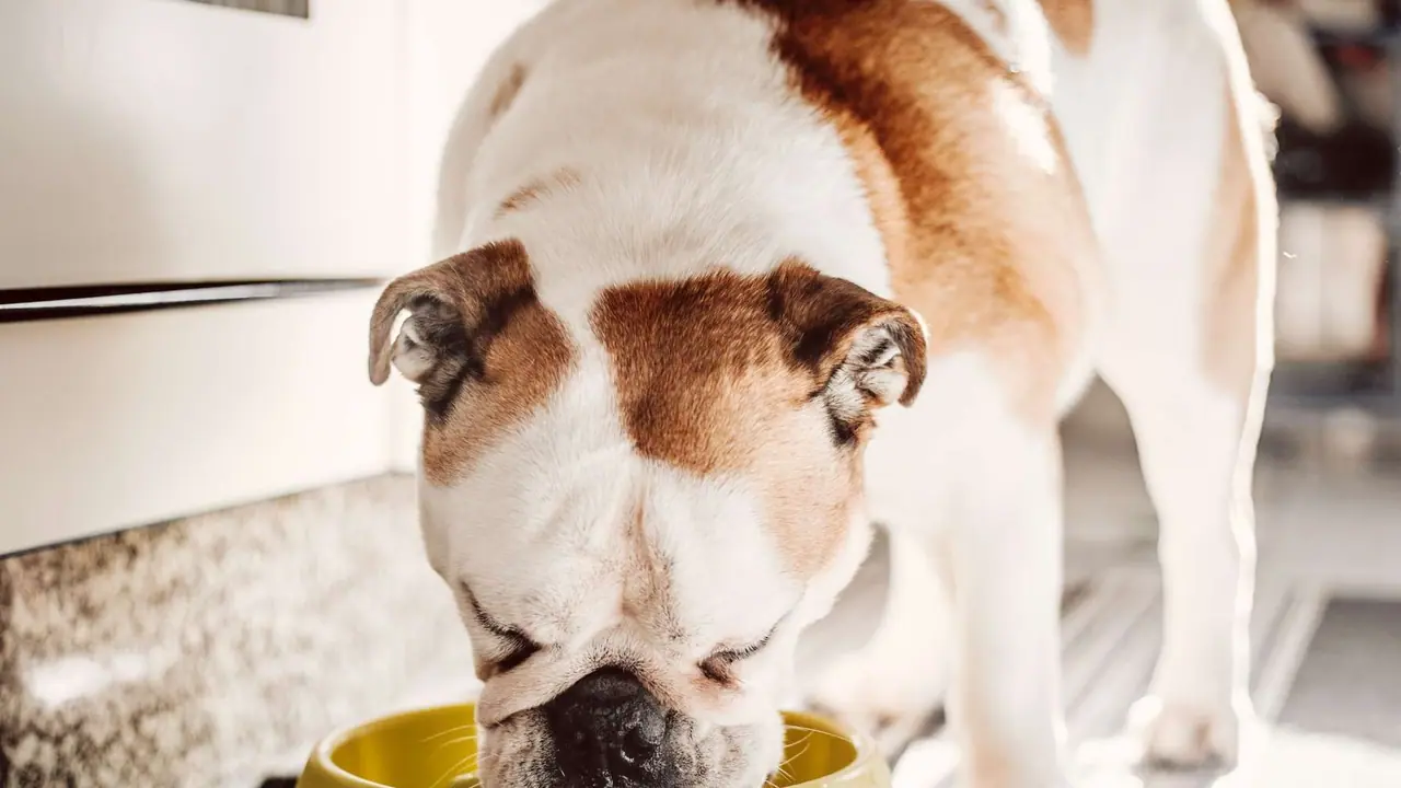 Freshpet Stock Slips On Oppenheimer Downgrade Due To Cautious Guidance: Retail Remains Downbeat Freshpet Stock Slips On Oppenheimer Downgrade Due To Cautious Guidance: Retail Remains Downbeat