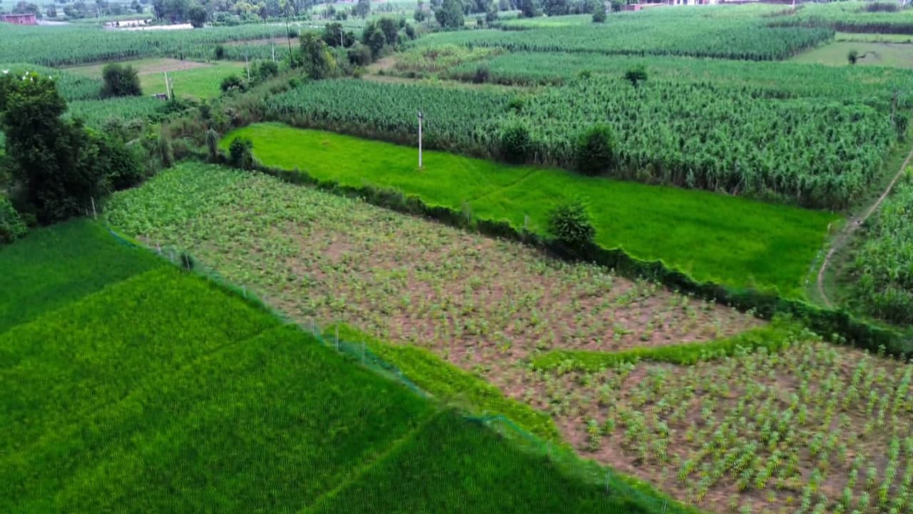 A view of the organic farm in Delhi where crops are grown using natural farming practices (Photo/ANI) A view of the organic farm in Delhi where crops are grown using natural farming practices (Photo/ANI)