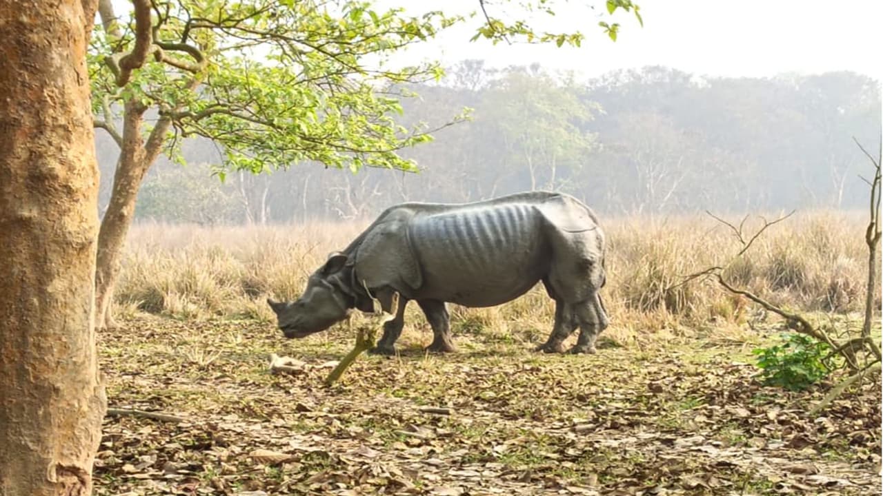Male Rhino found dead in Pobitora (Photo/ANI) Male Rhino found dead in Pobitora (Photo/ANI)