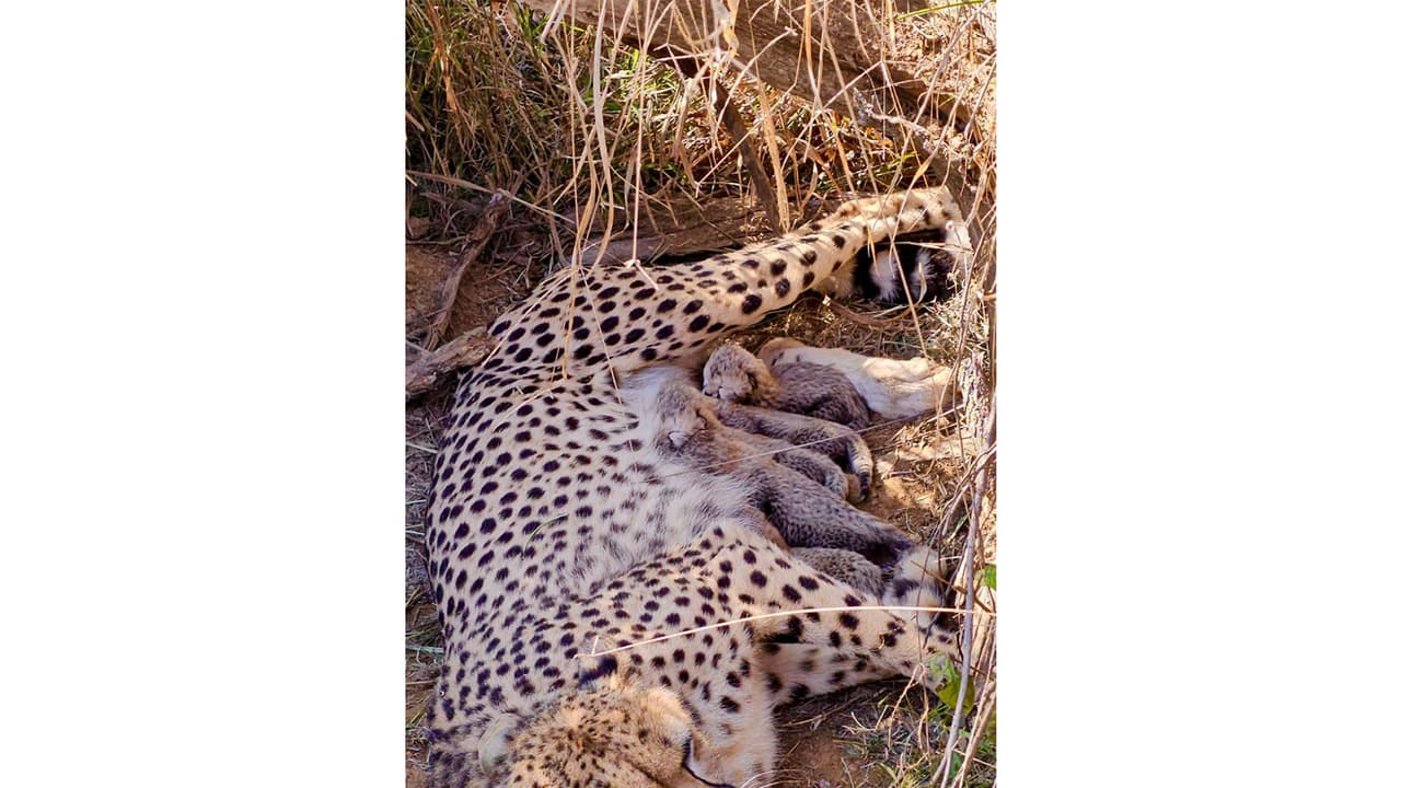 Namibian Cheetah Jwala with her cubs (Photo/@byadavbjp) Namibian Cheetah Jwala with her cubs (Photo/@byadavbjp)