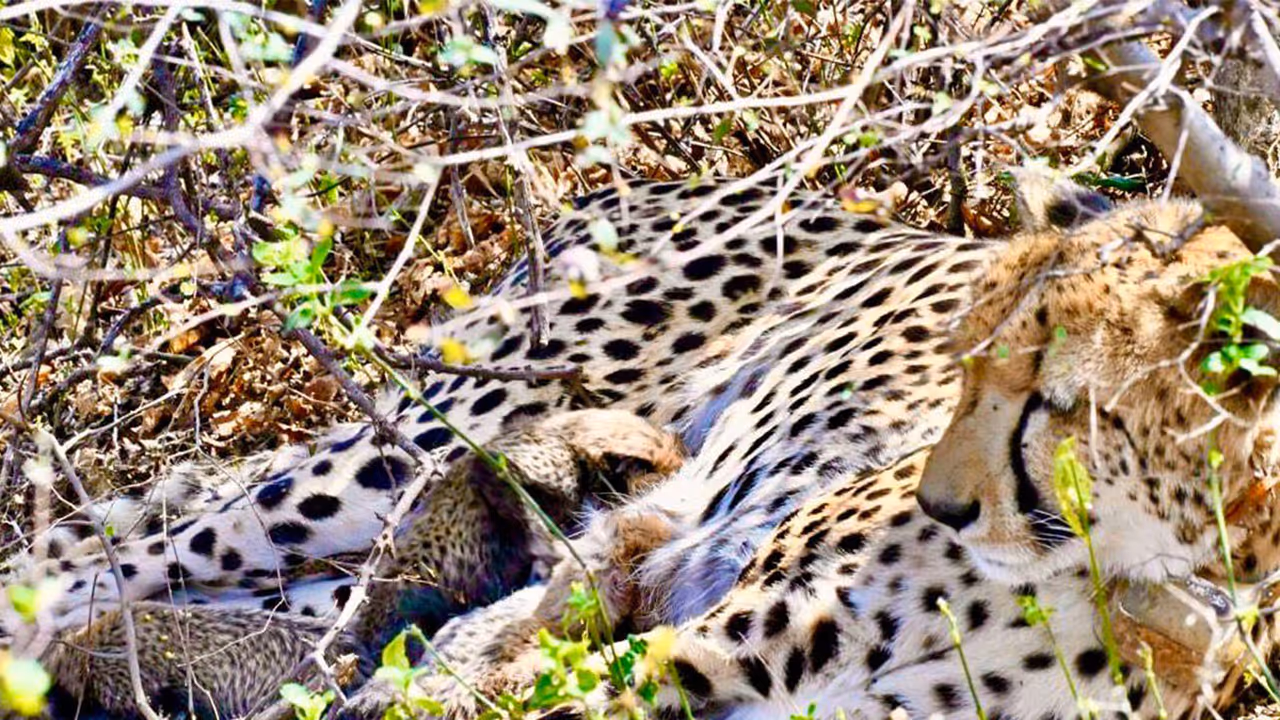 Cheetah with cubs (Photo / X @byadavbjp) Cheetah with cubs (Photo / X @byadavbjp)