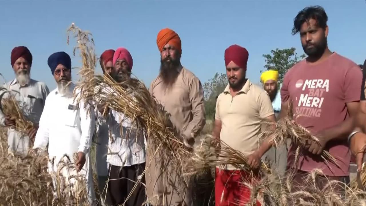 Punjab farmers celebrating Vaisakhi in wheat fields (Photo/ANI) Punjab farmers celebrating Vaisakhi in wheat fields (Photo/ANI)