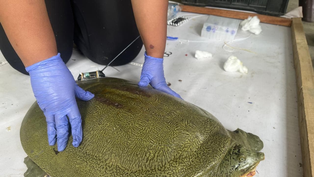 India's first satellite tagged Ganges softshell turtle released at Kaziranga National Park on Friday (Photo/@himantabiswa)) India's first satellite tagged Ganges softshell turtle released at Kaziranga National Park on Friday (Photo/@himantabiswa))