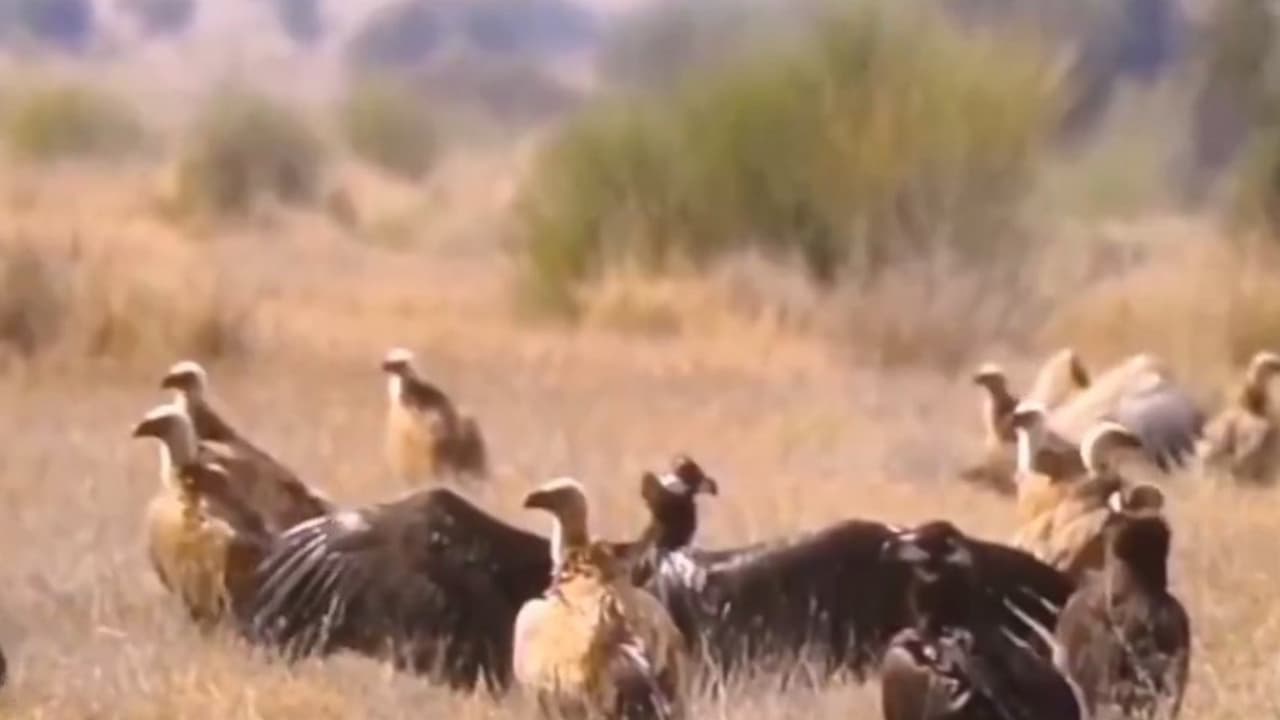 Congregation of Steppe Eagles at Desert National Park in Jaisalmer (Photo/ANI) Congregation of Steppe Eagles at Desert National Park in Jaisalmer (Photo/ANI)