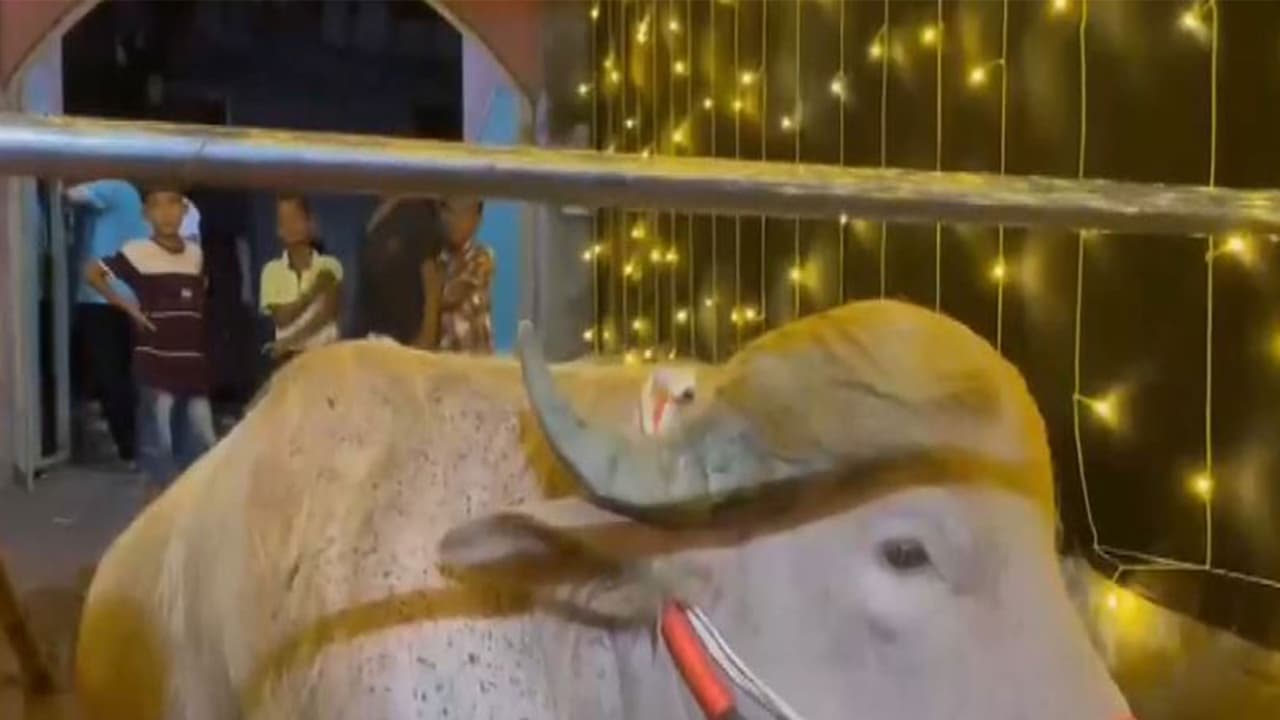 Buffalo that gained viral attention due to its resemblance to US President Donald Trump (File Photo/ANI) Buffalo that gained viral attention due to its resemblance to US President Donald Trump (File Photo/ANI)