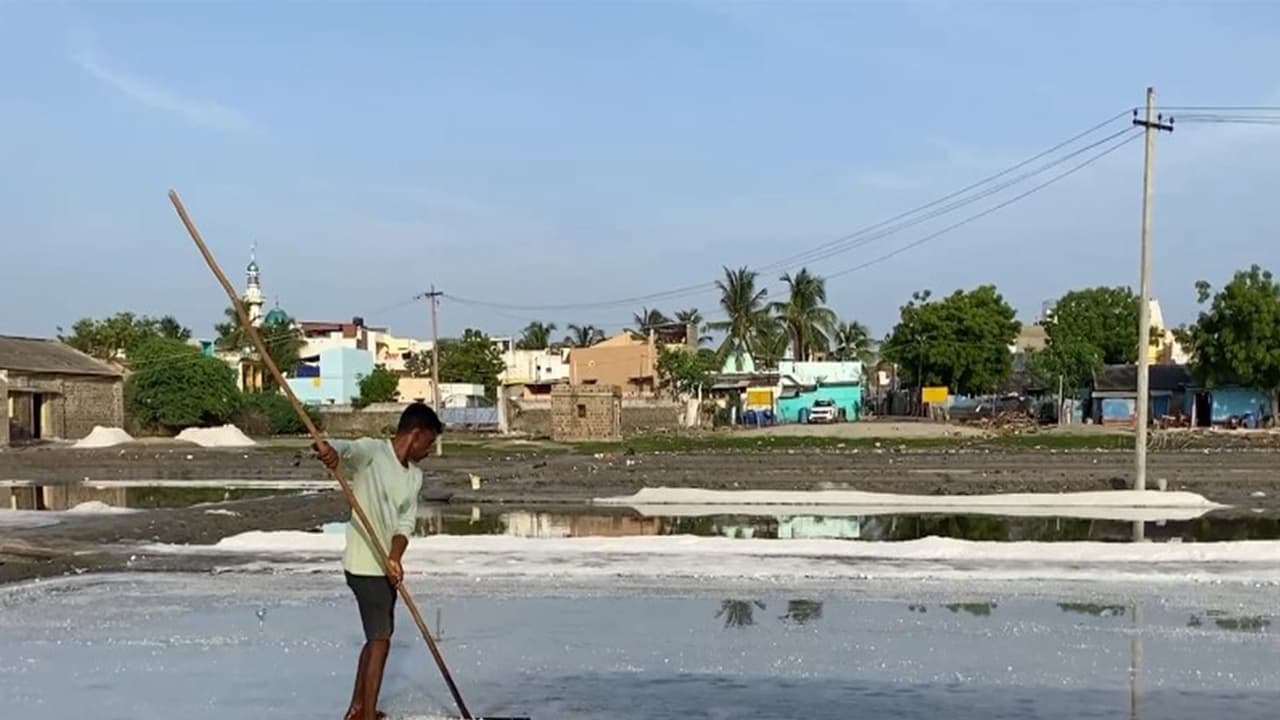 Visuals of salt pans in Thoothukudi (Photo/ANI) Visuals of salt pans in Thoothukudi (Photo/ANI)