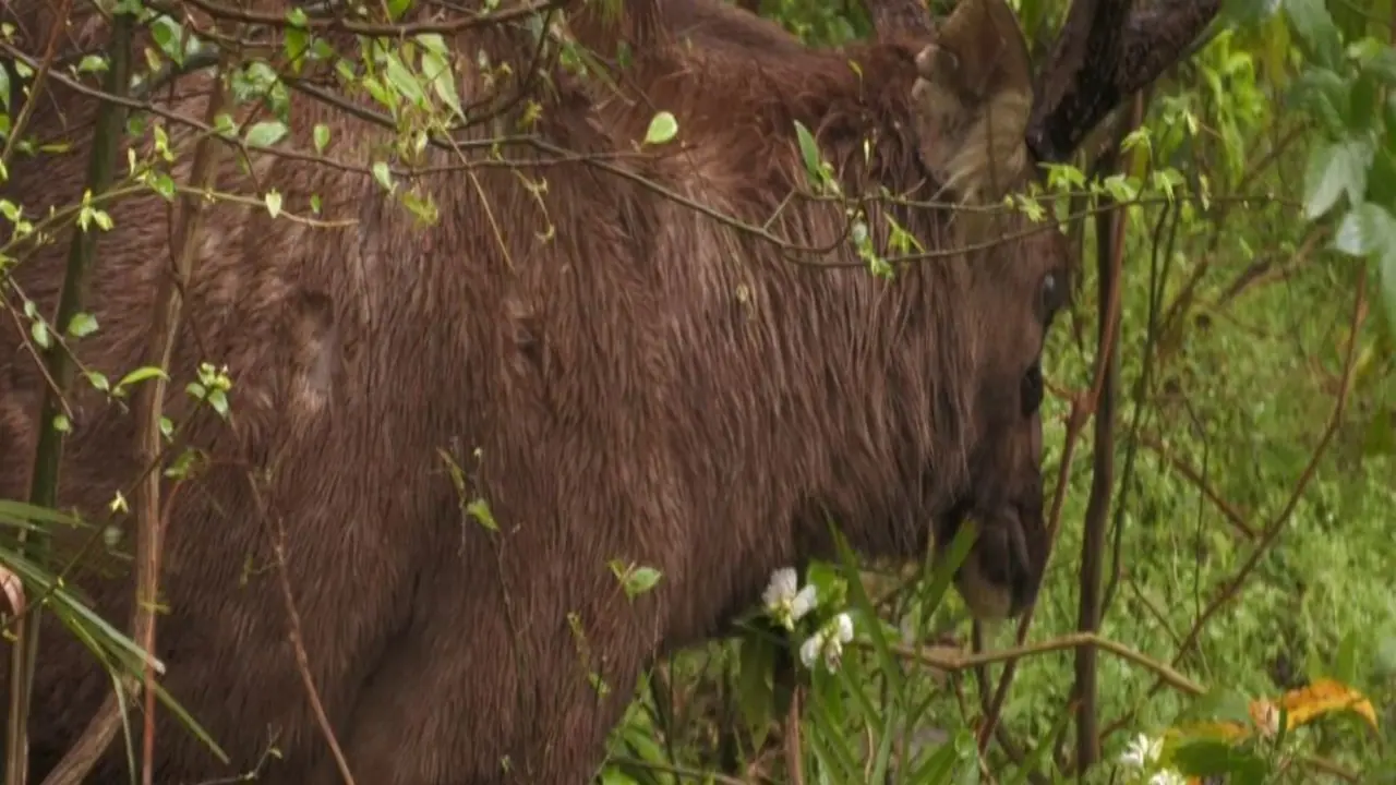Injured Sambar Deer (Photo/ANI) Injured Sambar Deer (Photo/ANI)