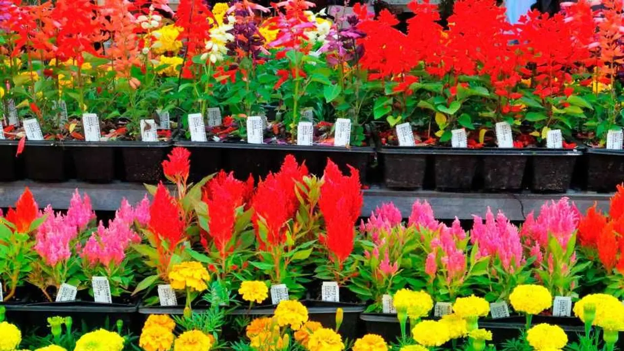 Sprouts Farmers Market Stock In Focus After Q4 Earnings Beat: Retail Mood Brightens