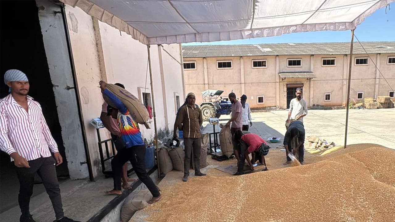 Wheat procurement (Photo/ANI) Wheat procurement (Photo/ANI)