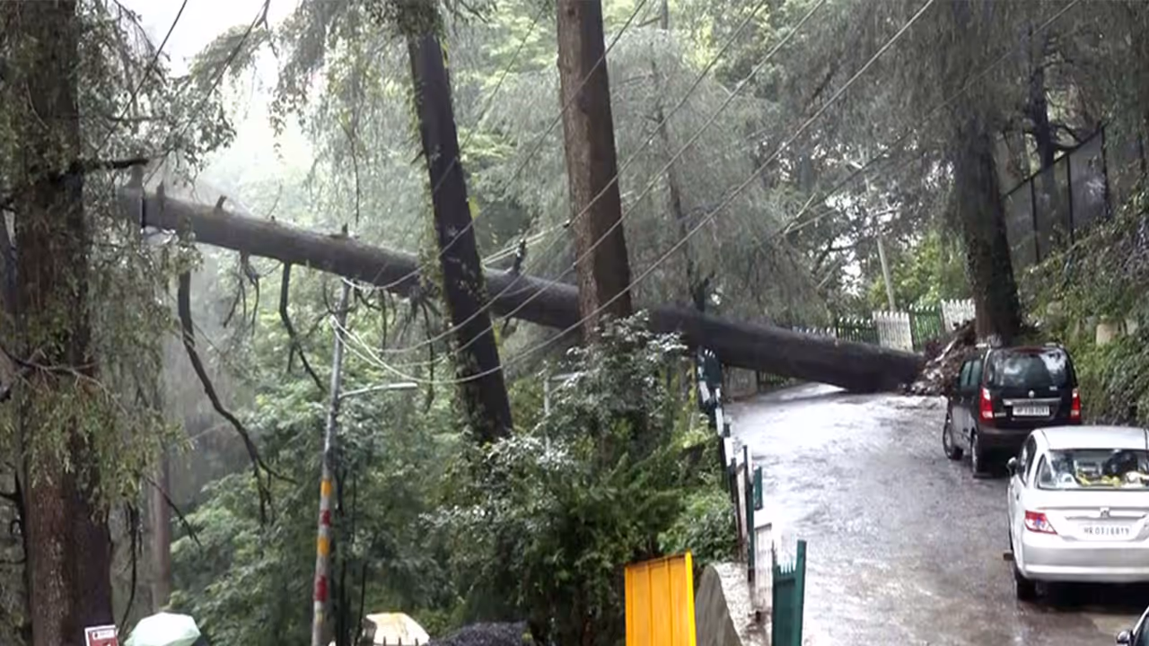 A view of an uprooted tree, blocking the Banmore road, following a heavy rainfall in Shimla (Photo/ANI) A view of an uprooted tree, blocking the Banmore road, following a heavy rainfall in Shimla (Photo/ANI)