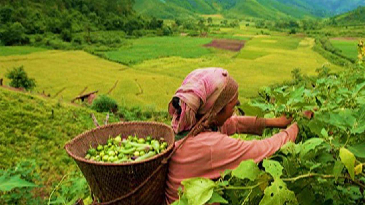Agricultual sector in Mizoram (Photo/ @northeasterncouncil) Agricultual sector in Mizoram (Photo/ @northeasterncouncil)