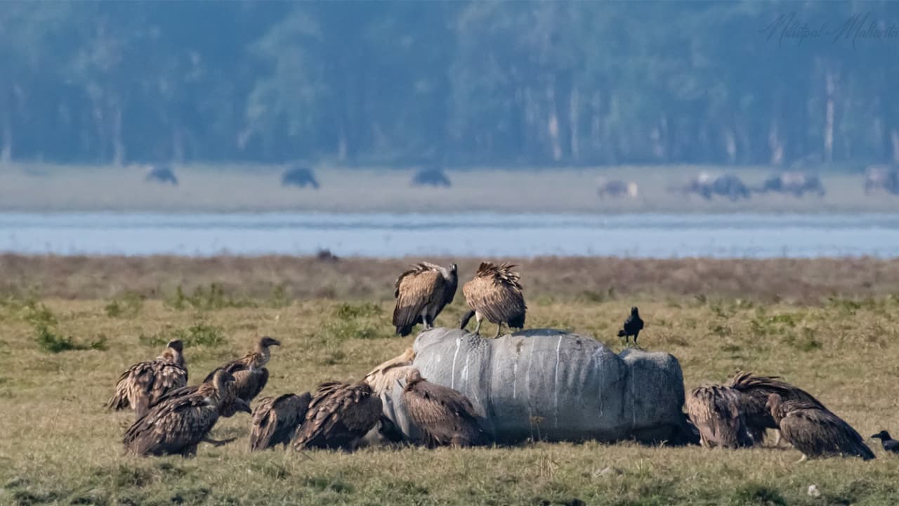 35 critically endangered Vultures at Kaziranga National Park (Photo/ANI) 35 critically endangered Vultures at Kaziranga National Park (Photo/ANI)