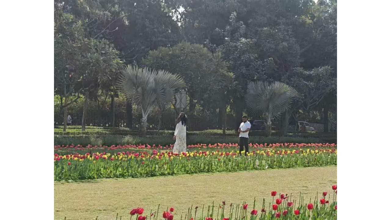 Tulips along Shantipath (Photo: X@China_Amb_India) Tulips along Shantipath (Photo: X@China_Amb_India)