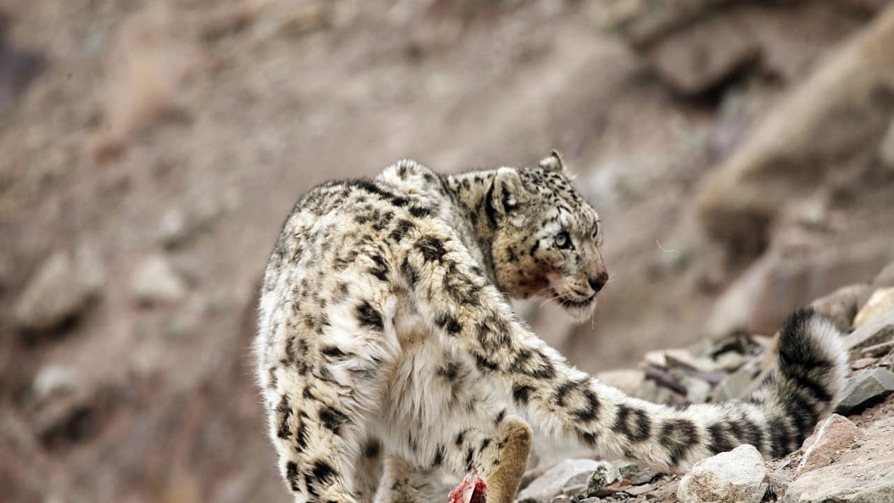 SNow Leopard (File Photo/ANI) SNow Leopard (File Photo/ANI)