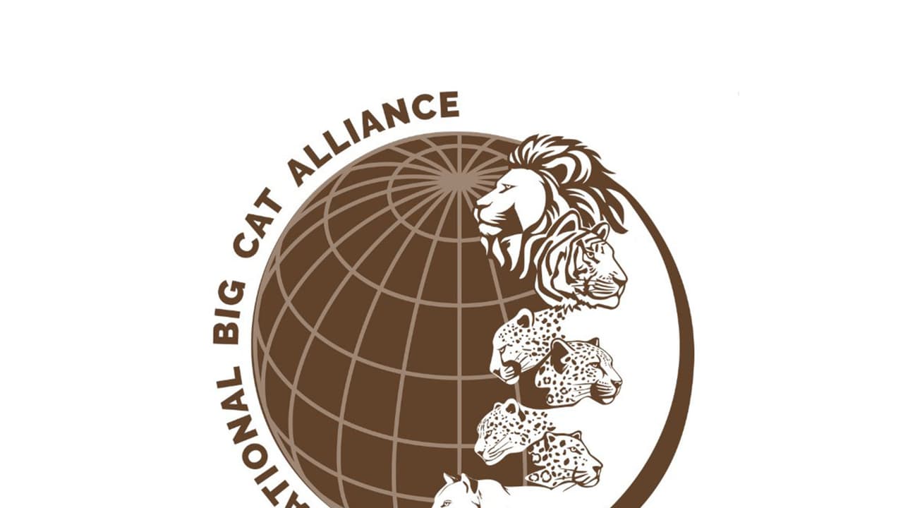 Logo of International Big Cat Alliance (Photo/X@IBCA_official) Logo of International Big Cat Alliance (Photo/X@IBCA_official)