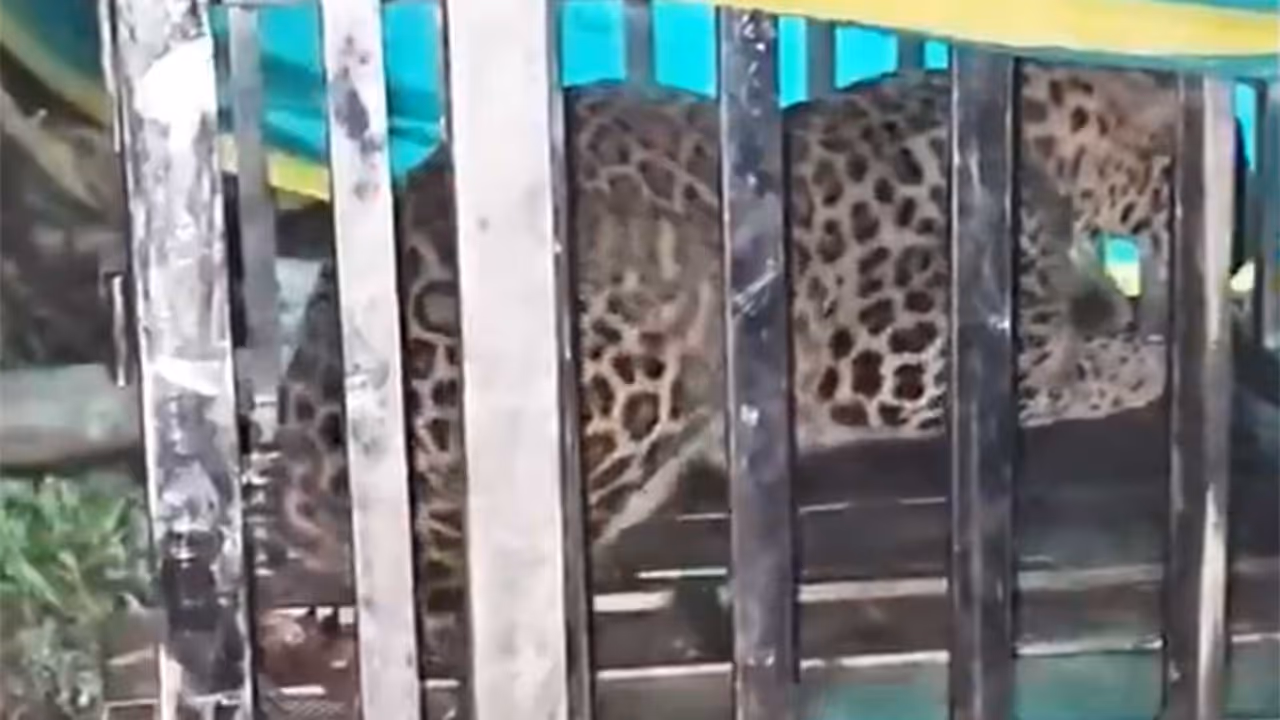 Leopard captured by the forest department (Photo/ANI) Leopard captured by the forest department (Photo/ANI)