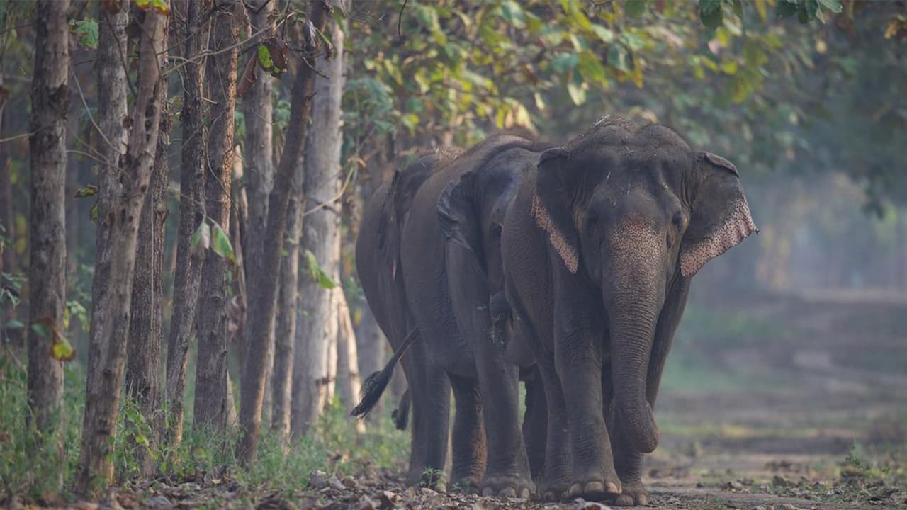 Elephants taking a stroll at Vantara in Jamnagar (Photo/Vantara)