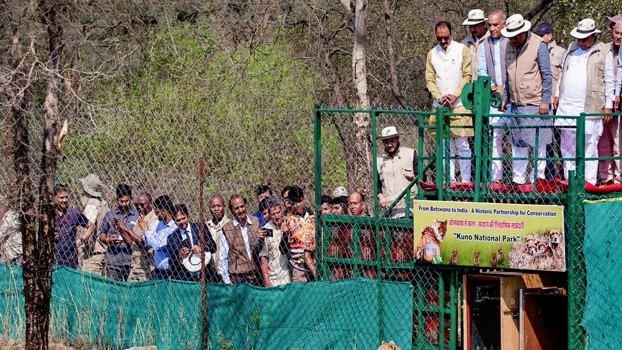 Union Minister Bhupender Yadav released Cheetahs from Botswana at Kuno (Photo/ANI) Union Minister Bhupender Yadav released Cheetahs from Botswana at Kuno (Photo/ANI)