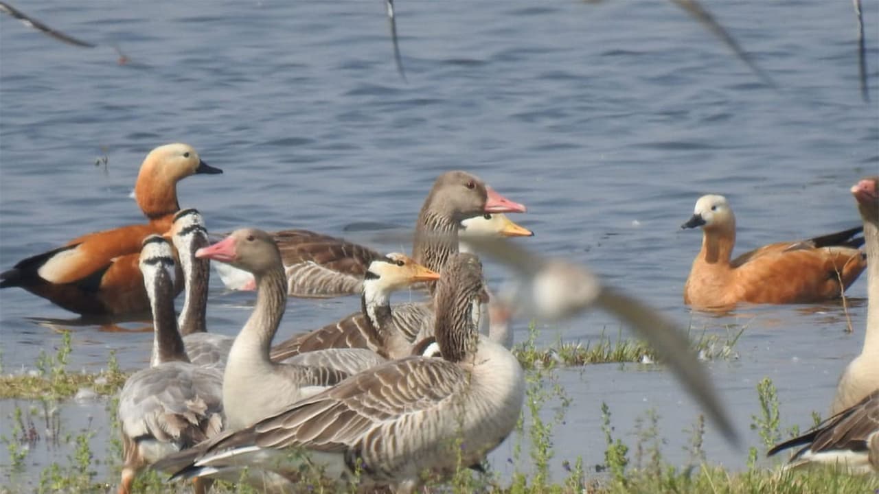 Birds visiting Gujarat Bird Sanctuaries (Photo/Gujarat Government) Birds visiting Gujarat Bird Sanctuaries (Photo/Gujarat Government)