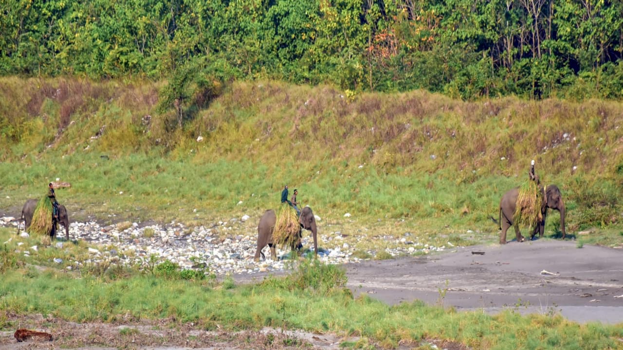 Visual from Manas National Park (File Photo/ANI) Visual from Manas National Park (File Photo/ANI)