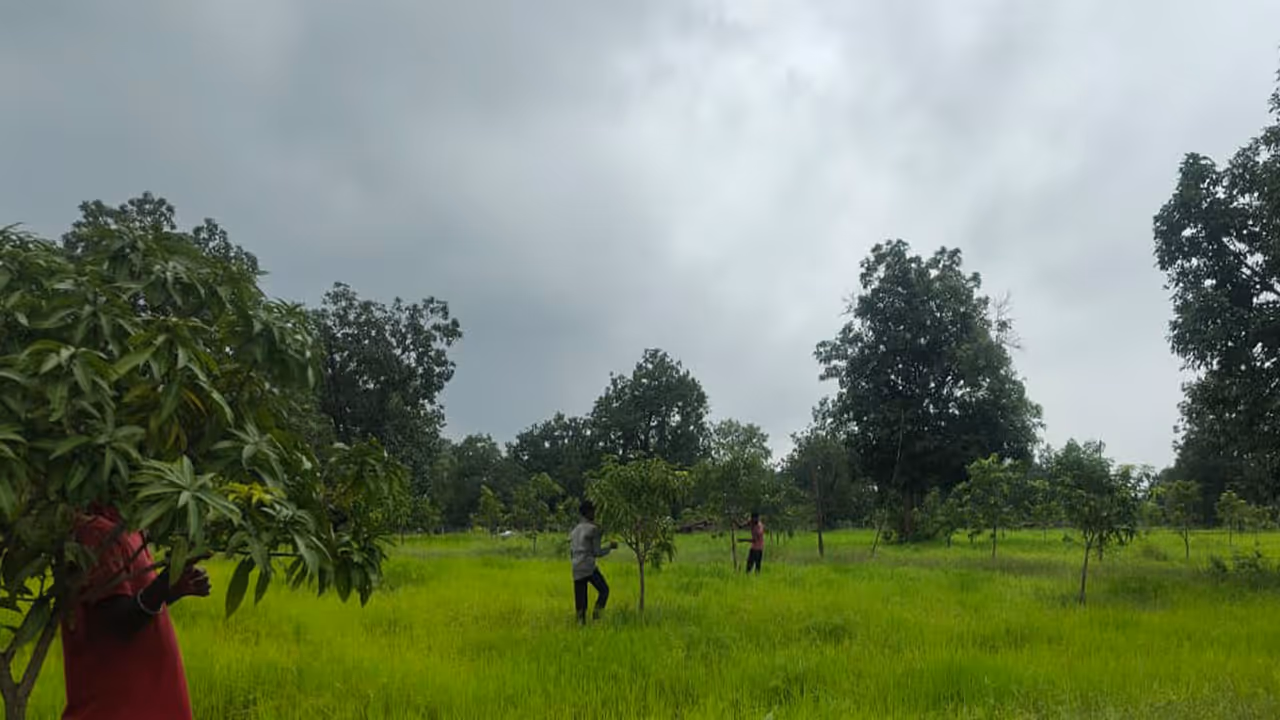 Mango trees planted in Sukma (Photo/ANI)