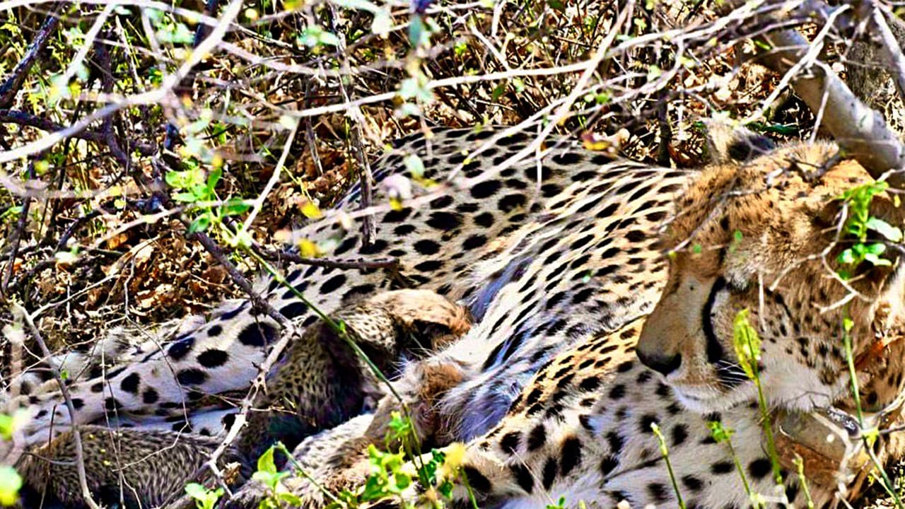 Cheetah with cubs (File photo /ANI) Cheetah with cubs (File photo /ANI)