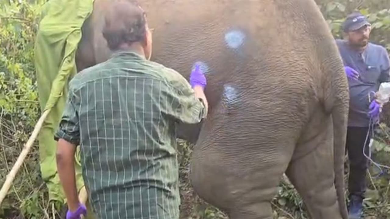 Expert administering treatment to hurt elephant in Odisha (Photo/ANI) Expert administering treatment to hurt elephant in Odisha (Photo/ANI)