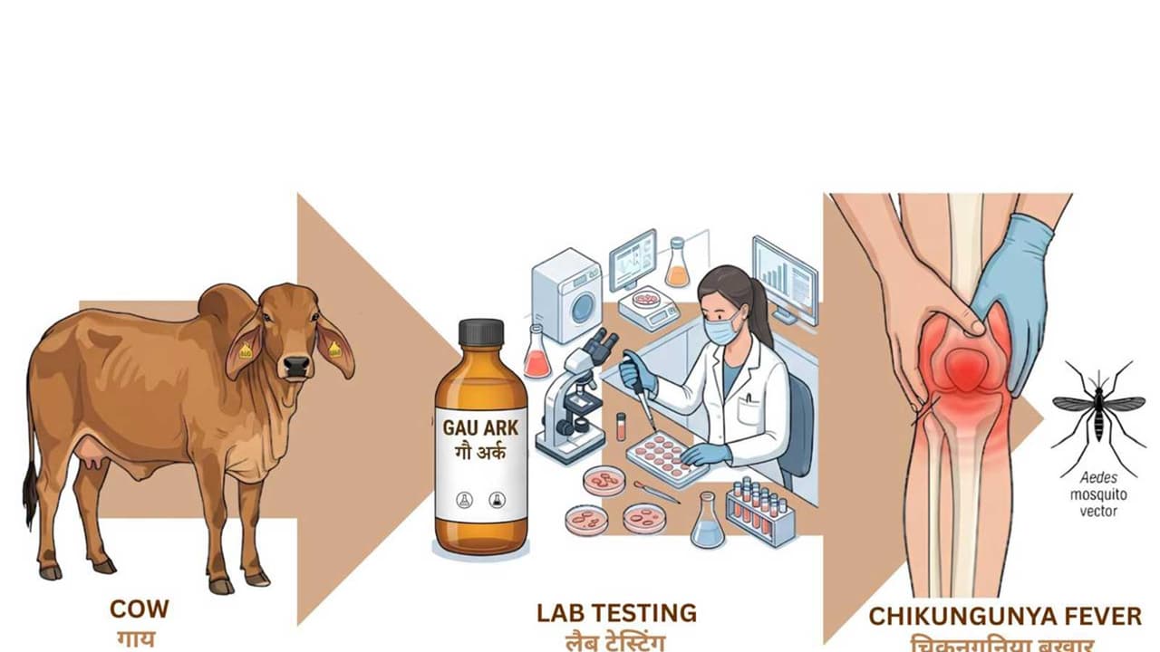 Roorkee scientists identify antiviral compounds in cow urine distillate against Chikungunya (Photo/Release) Roorkee scientists identify antiviral compounds in cow urine distillate against Chikungunya (Photo/Release)
