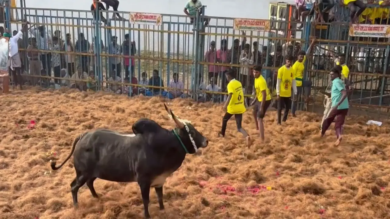 Grand Jallikattu competition kicks off at Trichy (Photo/ANI) Grand Jallikattu competition kicks off at Trichy (Photo/ANI)
