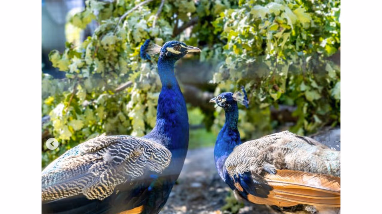 Peacocks gifted by India at UN Geneva (Photo/X@UNGeneva) Peacocks gifted by India at UN Geneva (Photo/X@UNGeneva)
