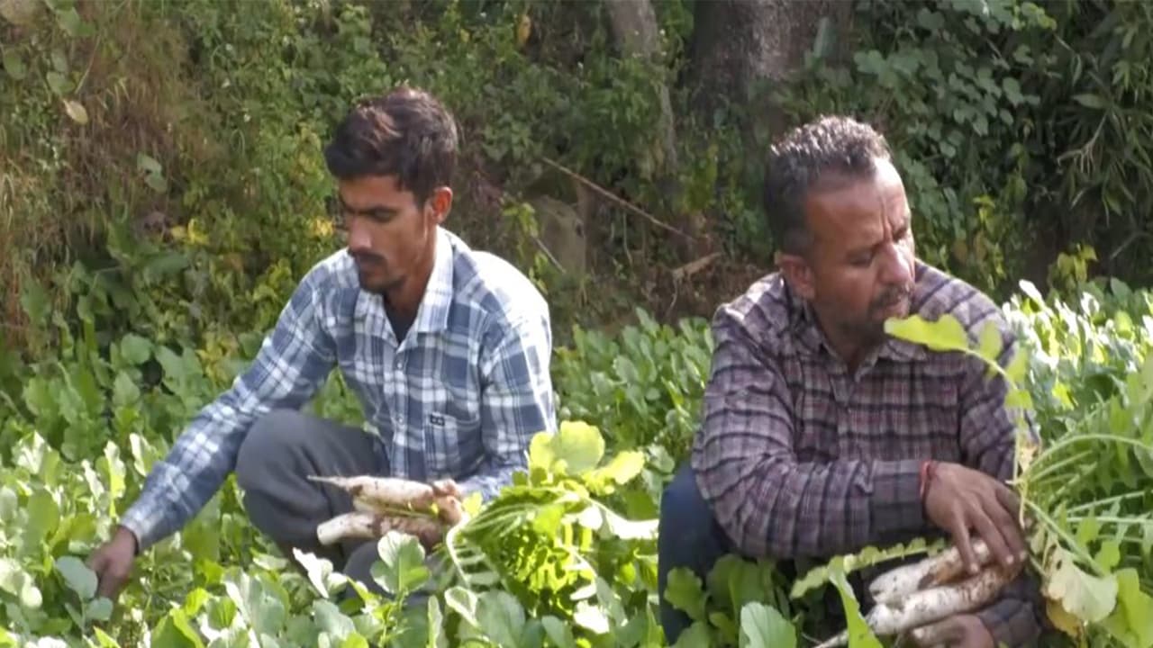 Daikon radish farmers of Udhampur district in Jammu and Kashmir. (Photo/ANI) Daikon radish farmers of Udhampur district in Jammu and Kashmir. (Photo/ANI)
