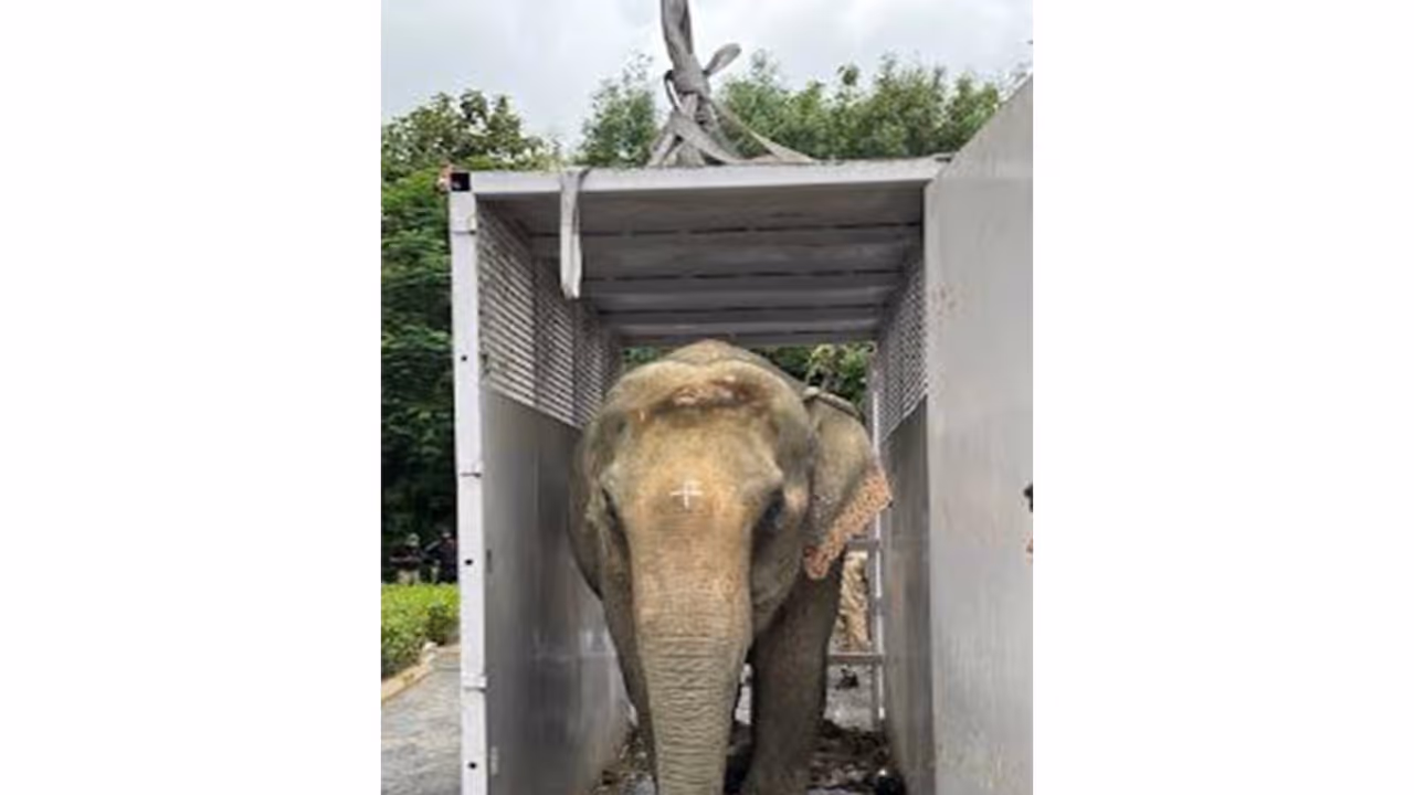 Elephant Joymoti (Photo/Vantara press release) Elephant Joymoti (Photo/Vantara press release)