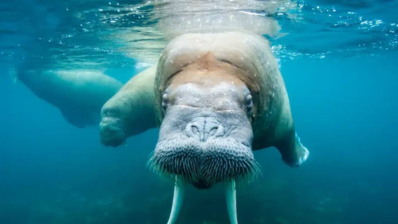 Walrus Token Breaks Out at Launch, Finds Place Among Top Crypto Gainers – SUI Rallies in Tandem While Retail Eyes More Upside Walrus Token Breaks Out at Launch, Finds Place Among Top Crypto Gainers – SUI Rallies in Tandem While Retail Eyes More Upside