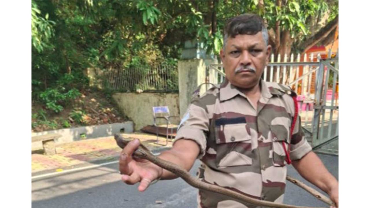 CISF Head Constable (Fire) rescues seven cobras (Photo/@CISFHQrs) CISF Head Constable (Fire) rescues seven cobras (Photo/@CISFHQrs)