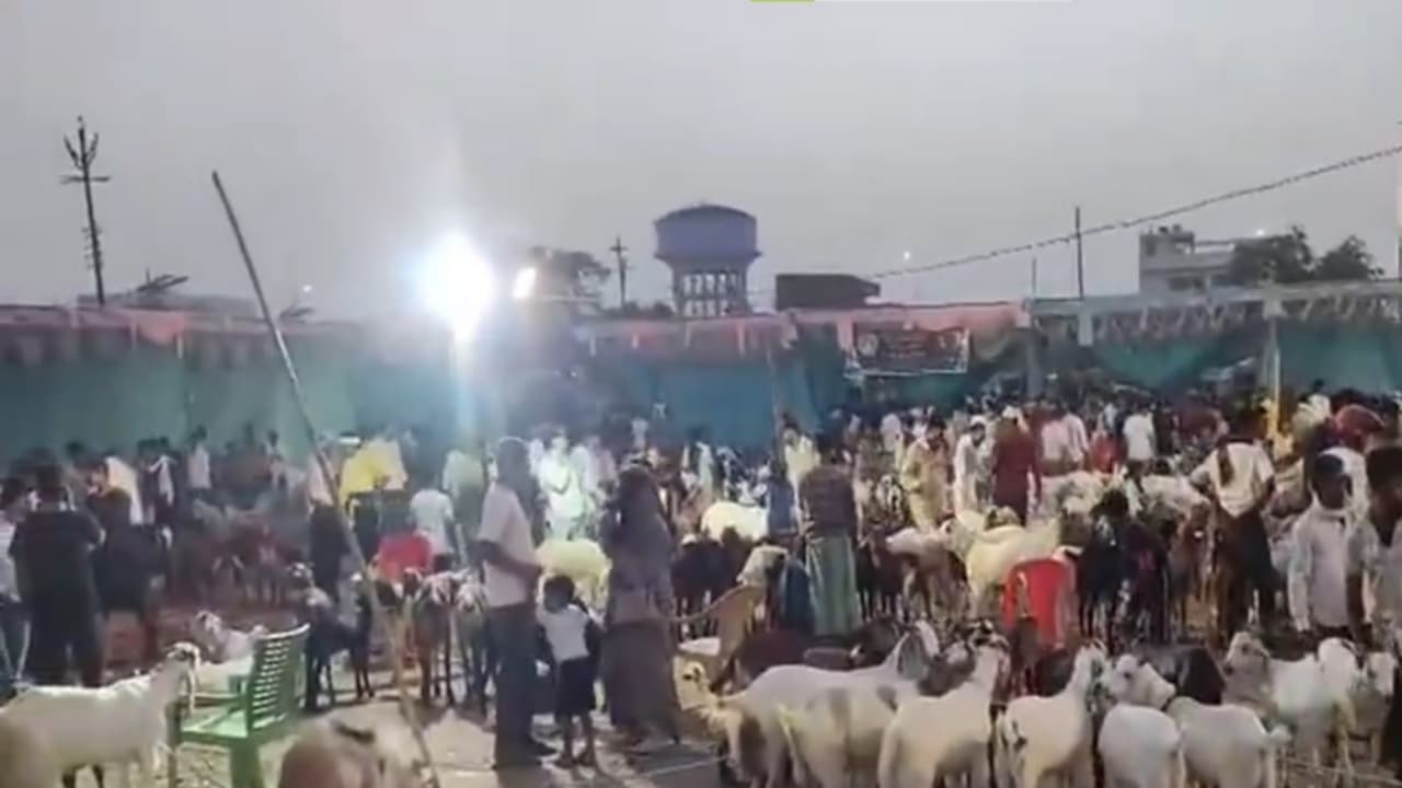 Lucknow goat markets witness rush ahead of Eid ul Adha (Photo/ANI) Lucknow goat markets witness rush ahead of Eid ul Adha (Photo/ANI)