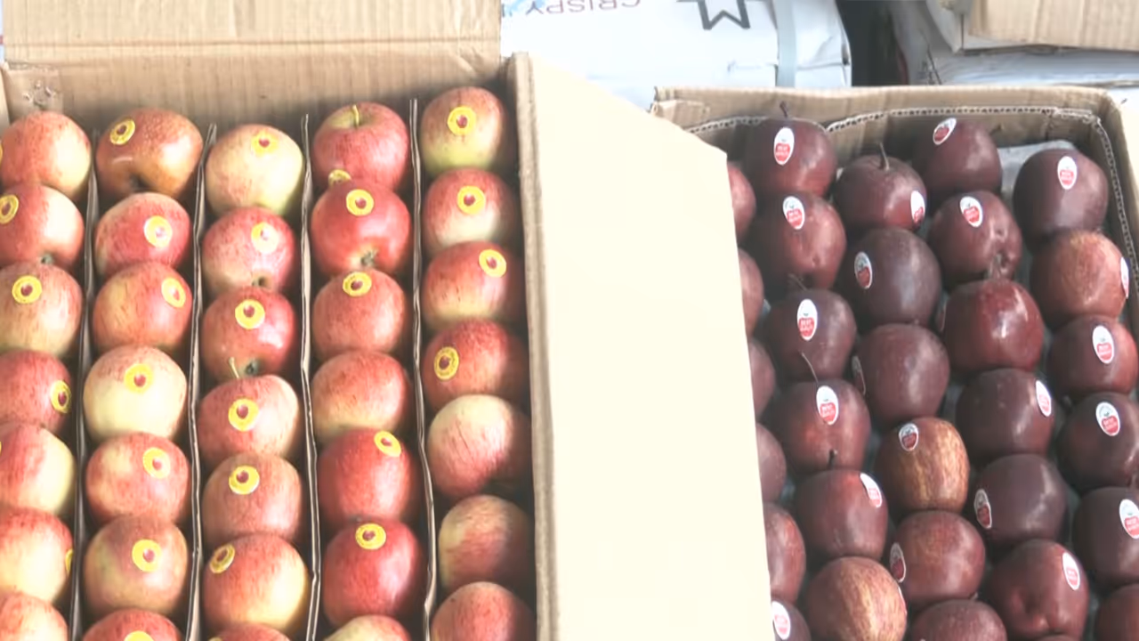 Apple harvested by growers in Himachal Pradesh (Photo/ANI) Apple harvested by growers in Himachal Pradesh (Photo/ANI)
