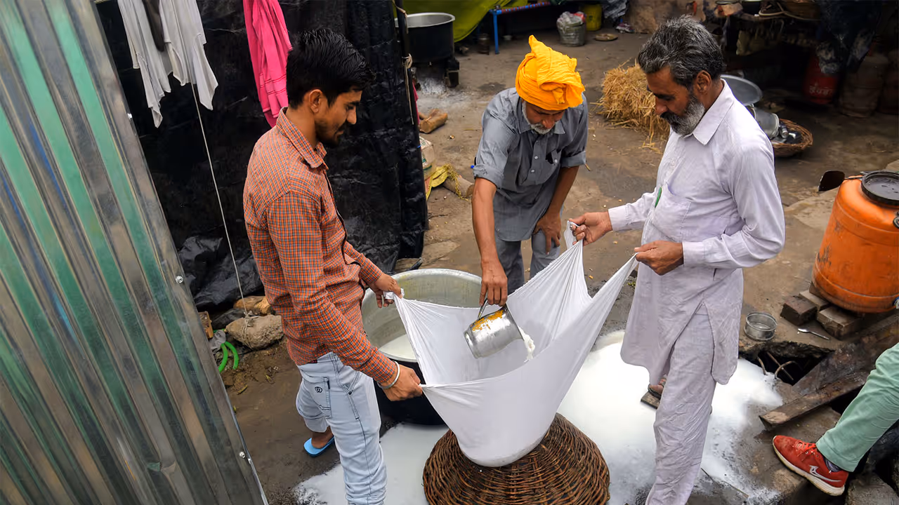 Farmers prepare paneer (File Photo/ANI) Farmers prepare paneer (File Photo/ANI)