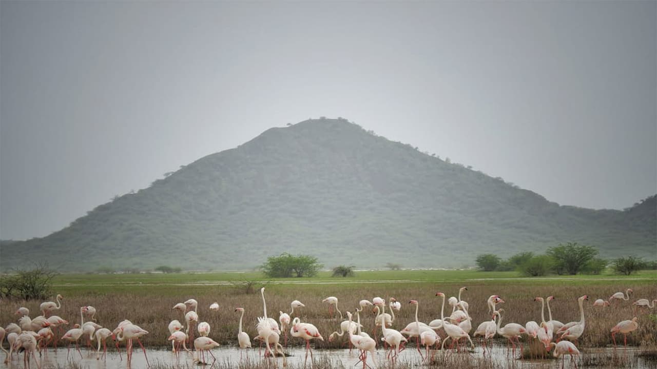 The Chhari Dhandh Wetland Conservation Reserve ( Photo/ANI) The Chhari Dhandh Wetland Conservation Reserve ( Photo/ANI)