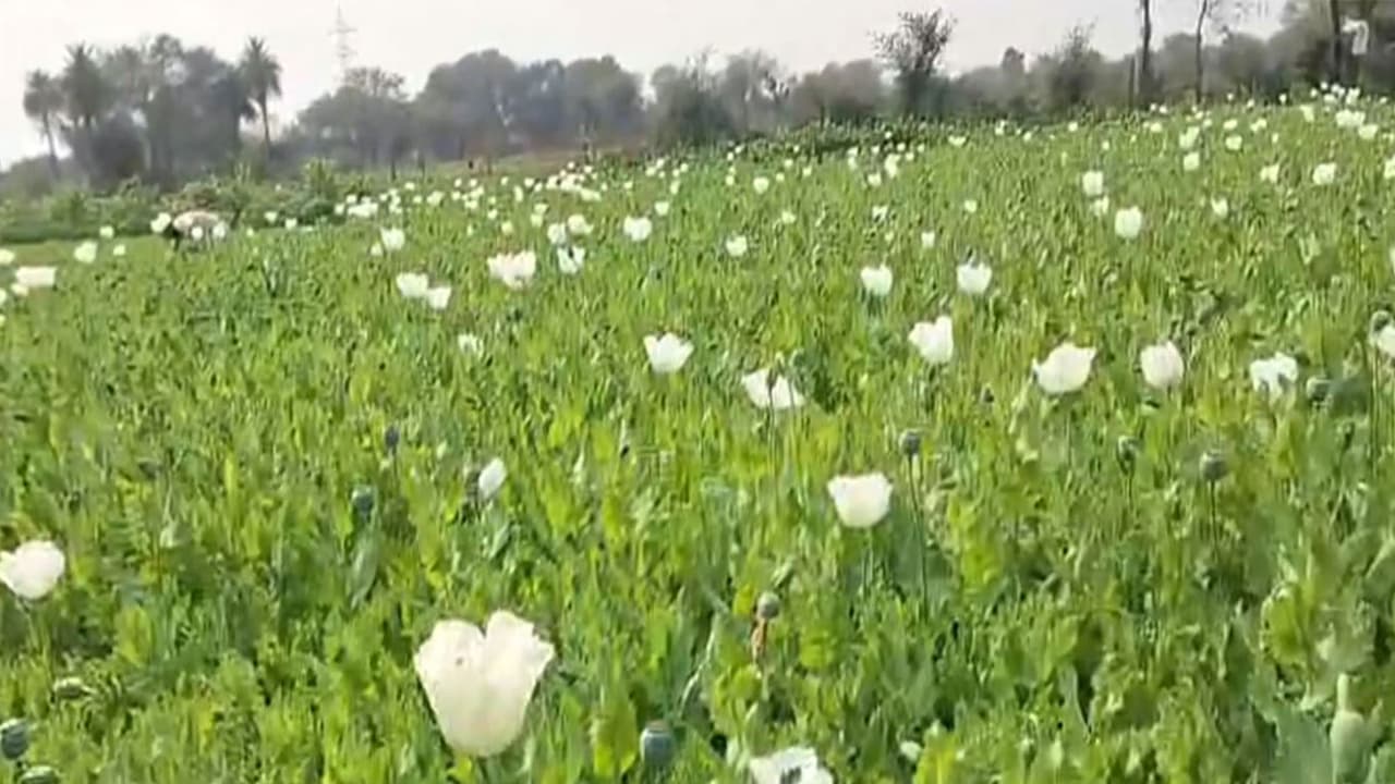 Poppy plantations in Bhilwara (Photo/ANI) Poppy plantations in Bhilwara (Photo/ANI)